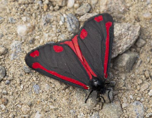 Tyria jacobaeae